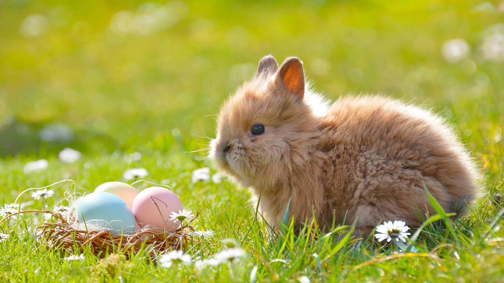 A képen egy húsvéti nyuszi, húsvéti nyúl látható, illetve színes, festett húsvéti tojások